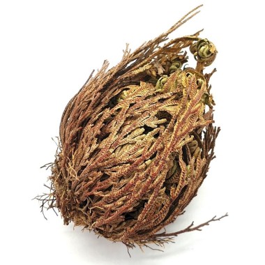Rose de Jéricho 8 à 12 cm – plante spirituelle de purification, protection et renouveau