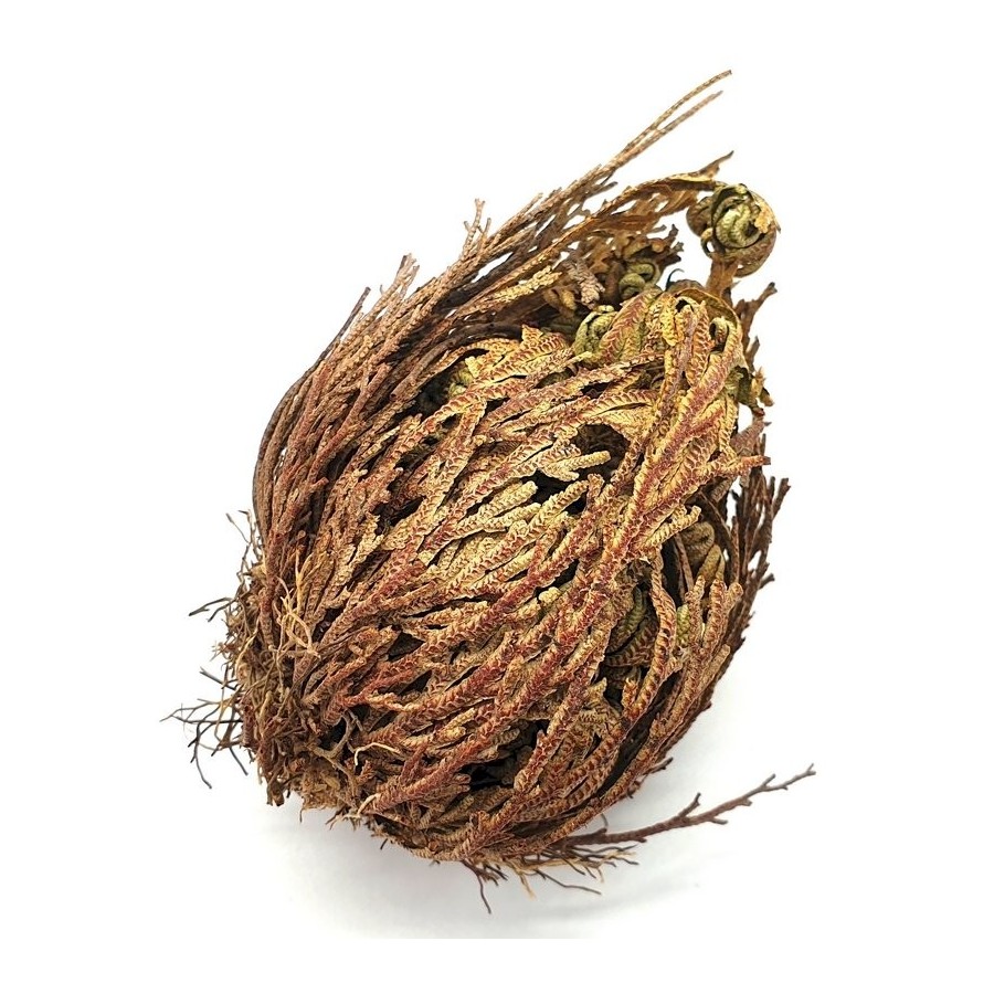 Rose de Jéricho 8 à 12 cm – plante spirituelle de purification, protection et renouveau Rose de Jéricho 8 à 12 cm – plante spirituelle de purification, protection et renouveau