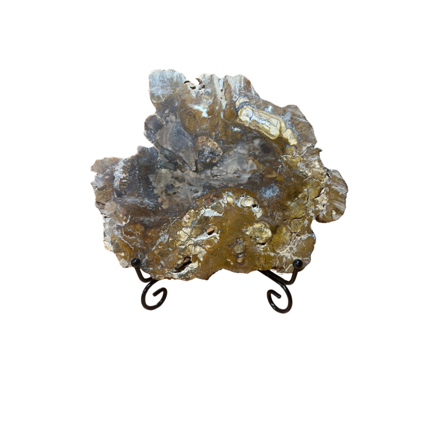 Tranche de bois fossile de Madagascar 838 g avec support – Spiritual-Deity
