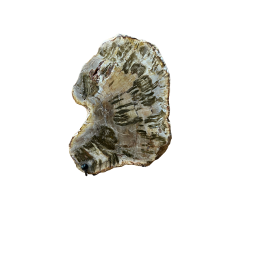 Tranche de bois fossile de Madagascar 430 g avec support – Spiritual-Deity