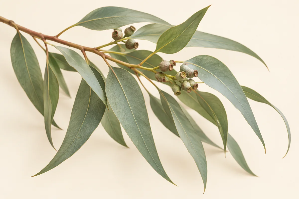 Illustration — Eucalyptus